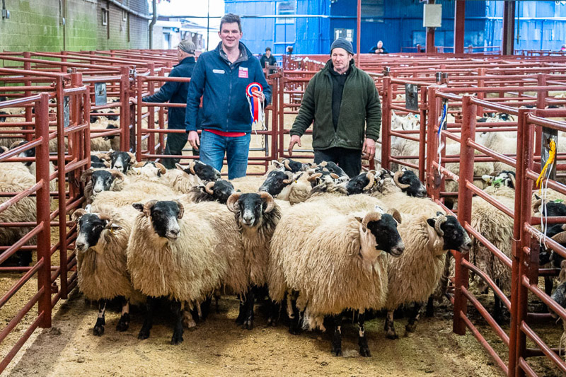 Champion Blackface Hoggs from Heatheryhall